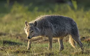 Wolf (Canis lupus), young male walking through grassland. Kiekinkoski, Finland. June