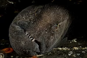 Images Dated 25th January 2022: Wolf eel (Anarrhichthys ocellatus), portrait, Vancouver Island, British Columbia, Canada