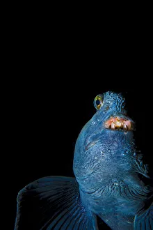 Wolf fish (Anarhichas lupus) portrait, Akuyeri, Iceland. North Atlantic Ocean