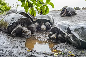 Wolf giant tortoise (Chelonoidis becki) group drinking from small puddles formed by fine