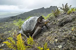 Vulnerable Collection: Wolf giant tortoise (Chelonoidis becki) in habitat. Hybrids of mixed parentage with