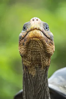 Vulnerable Collection: Wolf giant tortoise (Chelonoidis becki) portrait. Wolf Volcano, Isabela Island, Galapagos