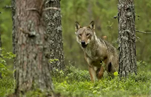 Danny Green Gallery: Wolf portrait (Canis lupus) in a forest, Finland, July
