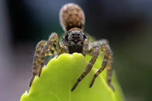 Araneae Prints: Wolf spider (Arctosa sp.) portrait, Lucerne, Switzerland. April. Focus stacked image