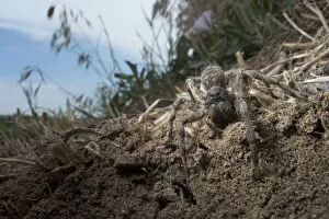 Arachnids Gallery: Wolf spider {Lycosa vultuosa} near its burrow, South Moldova, June