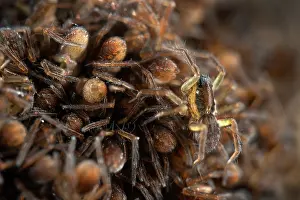 Portugal Prints: Wolf spider (Lycosidae) female