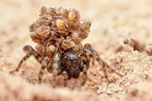 Maternal Behaviour Prints: Wolf spider (Paradosa sp.) female