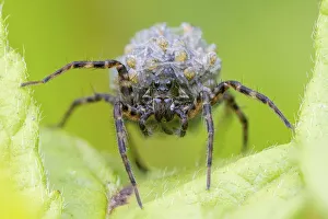 April 2022 Highlights Prints: Wolf spider (Pardosa sp. ) carrying spiderlings on her back. UK