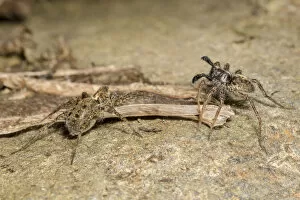 Life on Earth Gallery: Wolf Spiders (Pardosa sp.), male RIGHT waving palps in courtship display
