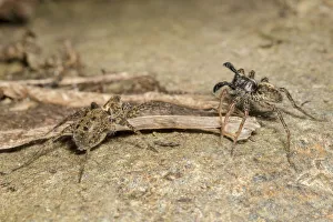 Wolf Spiders (Pardosa sp. ), male RIGHT waving palps in courtship display