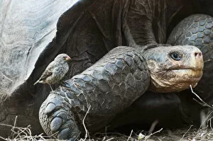 Images Dated 27th November 2012: Wolf Volcano giant tortoise (Chelonoidis nigra becki) portrait with ground finch (Geospiza sp)