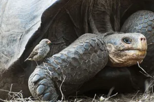 Miispecies Prints: Wolf Volcano giant tortoise (Chelonoidis nigra becki) portrait with ground finch (Geospiza sp)