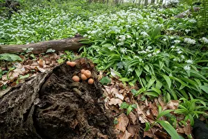 Ramsons Prints: Wolfs milk (Lycogala epidendrum) growing on decaying log surrounded by carpet of flowering Wild garlic (Allium ursinum)