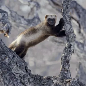 Wolverine (Gulo gulo) climbing birch tree, Kamchatka, Far East Russia, April Wolverine (Gulo gulo) climbing birch tree, Kamchatka, Far East Russia, April