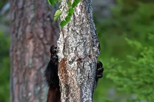 Sweden Prints: Wolverine (Gulo gulo) climbing up tree, Karbole, Halsingland, Sweden. July