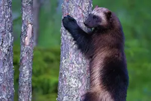 Sweden Prints: Wolverine (Gulo gulo) climbing up tree trunk, Karbole, Halsingland, Sweden. June