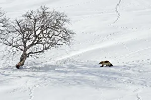 Wolverine (Gulo gulo) crosses snow field covered with animal tracks, Kamchatka, Far East Russia