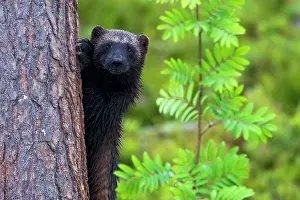 Sweden Prints: Wolverine (Gulo gulo) peering out from behind tree, Karbole, Halsingland, Sweden, July