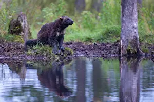Wilderness Prints: Wolverine (Gulo gulo) sitting at edge of forest pool, Kuikka camp, Kuhmo, Finland. August