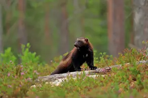 Gulo Gulo Prints: Wolverine (Gulo gulo) standing on fallen tree in boreal forest, Finland. July