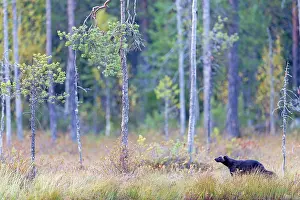 Negative Space Prints: Wolverine (Gulo gulo) standing in forest habitat, Finland. September