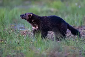 Wilderness Prints: Wolverine (Gulo gulo) standing in grassland, Kuikka camp, Kuhmo, Finland. August