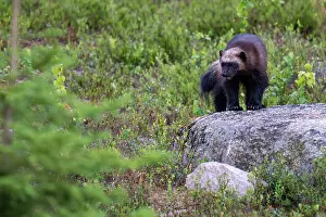 Sweden Prints: Wolverine (Gulo gulo) standing on a rock, Karbole, Halsingland, Sweden. June