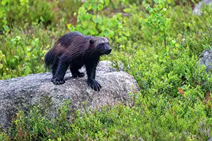 Sweden Prints: Wolverine (Gulo gulo) standing on a rock, Karbole, Halsingland, Sweden. July