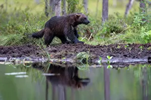 Wolverine (Gulo gulo) walking along edge of forest pool, Kuikka camp, Kuhmo, Finland. August