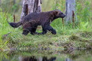 Wilderness Prints: Wolverine (Gulo gulo) walking along edge of forest pool