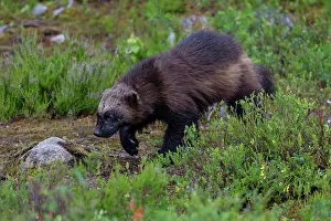 Sweden Prints: Wolverine (Gulo gulo) walking through forest clearing, Karbole, Halsingland, Sweden. July