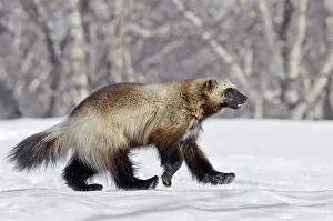 Russia Prints: Wolverine (Gulo gulo) walking over snow, Kamchatka, Far East Russia, April 2008