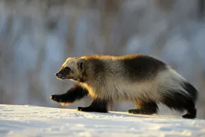 Carnivores Gallery: Wolverine (Gulo gulo) walking in the snow