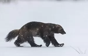 Moving Collection: Wolverine (Gulo gulo) walking through snow covered clearing, Finland. May