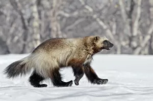 Carnivores Gallery: Wolverine (Gulo gulo) walking over snow, Kamchatka, Far East Russia, April 2008