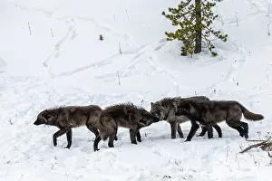 Wolf Prints: Wolves (Canis lupus) juvenile, displaying submissive behavior and begging for food from adult
