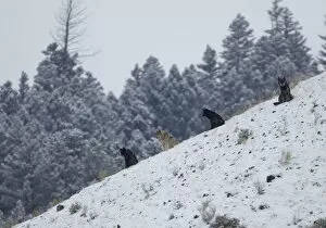 Wolves (Canis lupus) sitting on a hillside in snow. Yellowstone, USA, February
