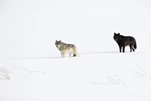 August 2022 Highlights Collection: Two Wolves (Canis lupus) standing in deep winter snow, Yellowstone National Park, USA. January