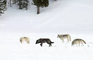 August 2022 Highlights Gallery: Four Wolves (Canis lupus) walking in snow, Yellowstone National Park, USA. January