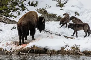 Wolf Prints: Wolves (Canis lupus) from the Wapiti pack hunting a Bison along snow-covered riverbank