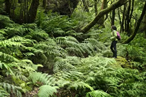 Women in ferns or Chain fern (Woodwardia radicans) in the laurel forest of the Anaga