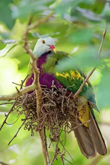 December 2022 Highlights Gallery: Wompoo pigeon (Ptilinopus magnificus) sitting on nest, Wet Tropics Rainforest area, Queensland