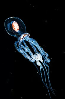 Wonderpus octopus (Wunderpus photogenicus) in its juvenile or larval stage