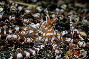 Mollusca Prints: Wonderpus octopus (Wunderpus photogenicus) hunting on seabed
