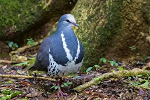 Pigeon Prints: Wonga pigeon (Leucosarcia picata) walking over damp forest floor