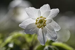 Flowers Collection: Wood anemone (Anemone nemorosa) covered in dew drops, Vosges, France, March