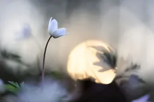 Images Dated 25th March 2012: Wood anemone (Anemone nemorosa) in flower, Lorraine Regional Natural Park, Lorraine
