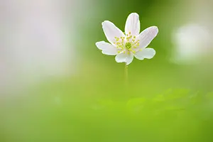 Ranunculaceae Prints: Wood anemone (Anemone nemorosa) in flower, Broxwater, North Cornwall, England, UK. March