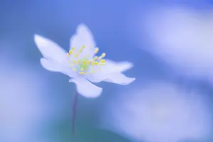 Ranunculaceae Prints: Wood anemone (Anemone nemorosa) flower