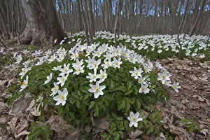 Forests in Our World Gallery: Wood anemone (Anemone nemorosa) in flower, in woodland, Staatsbossen, Texel, the Netherlands
